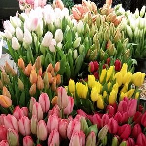 Meet your Posher, Monica